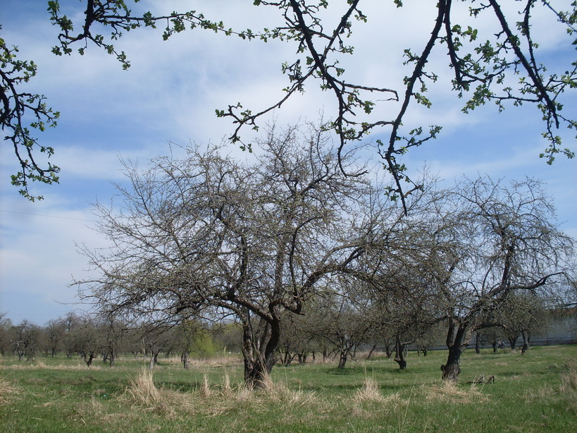 SDC10086.JPG