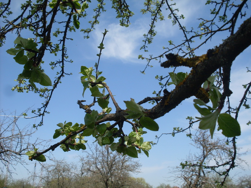 SDC10090.JPG