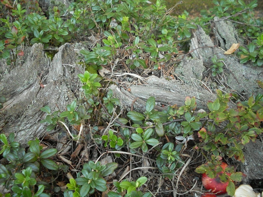 SDC10102.JPG