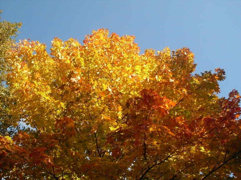 SDC10105_.jpg