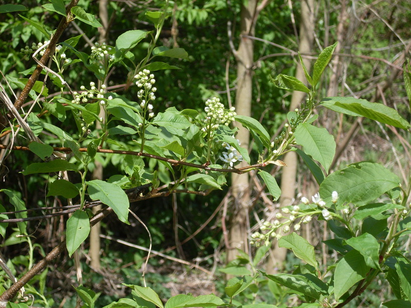 SDC10109.JPG