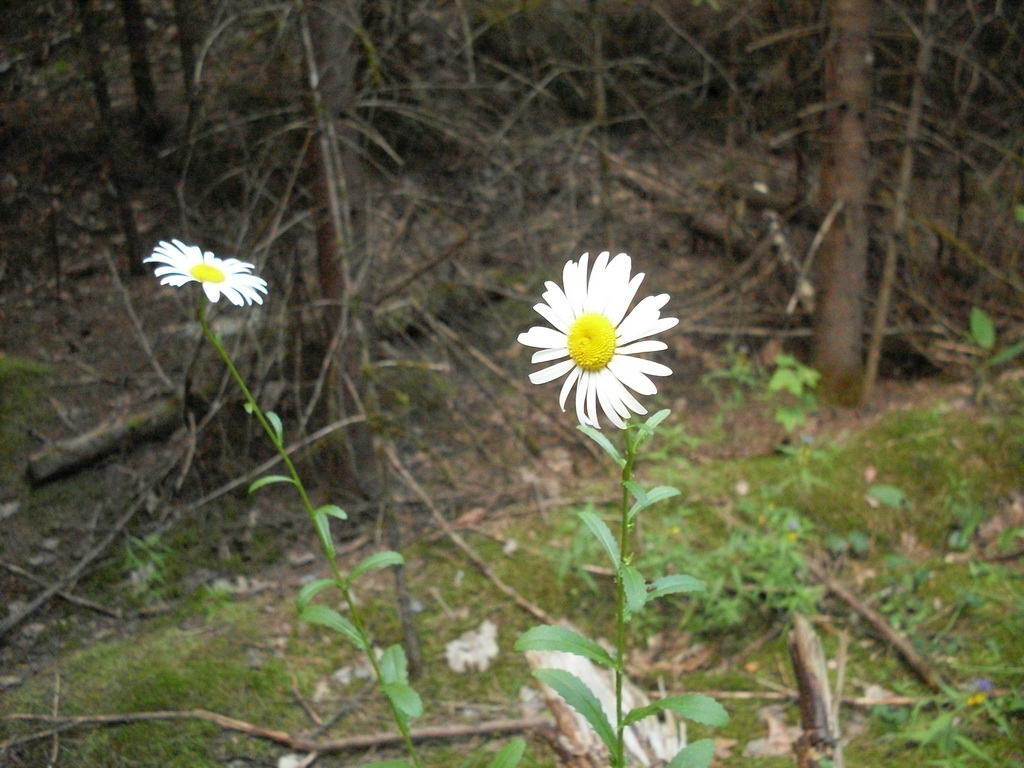 SDC10150.JPG