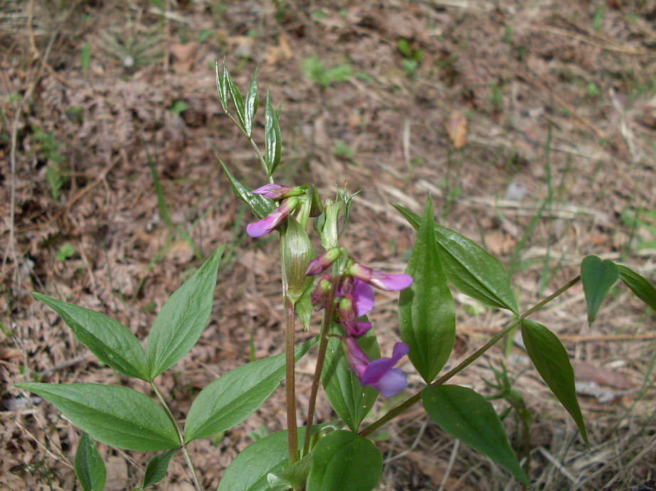 SDC10151_.jpg