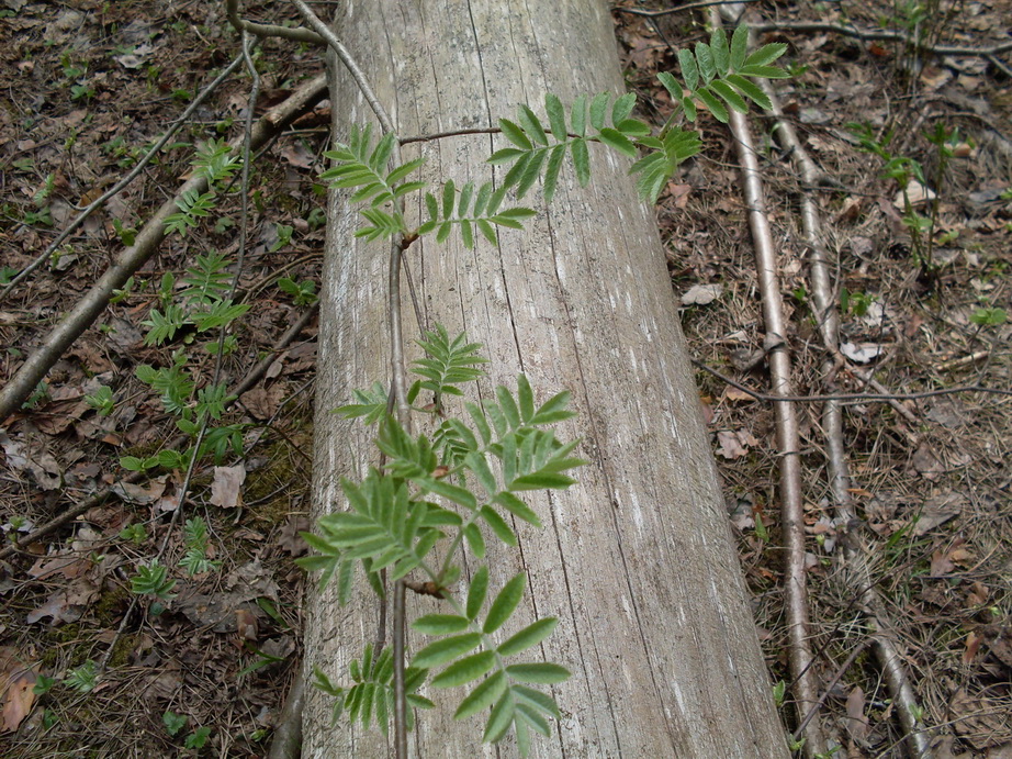 SDC10153.JPG