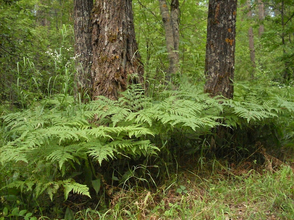 SDC10158.JPG