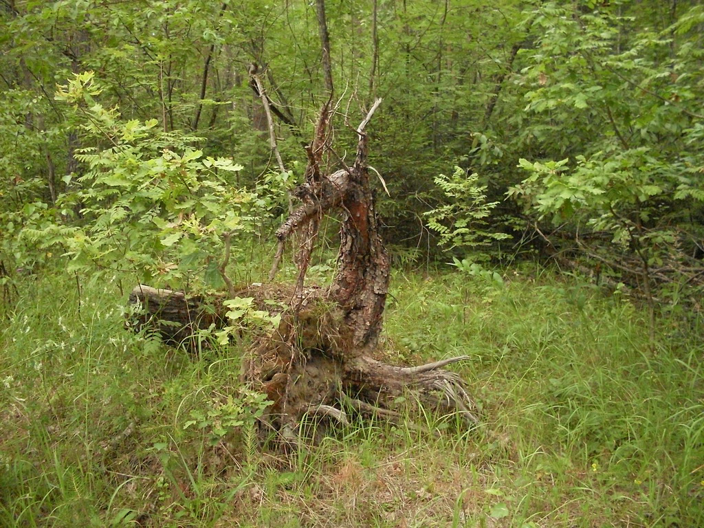 SDC10159.JPG