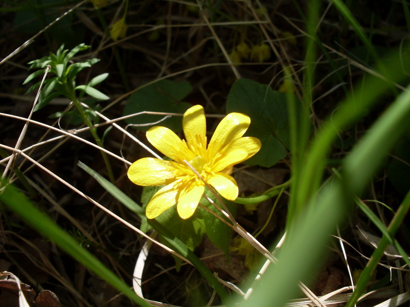 SDC10192.JPG