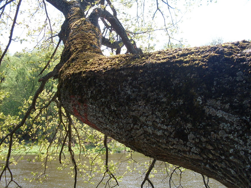 SDC10194.JPG