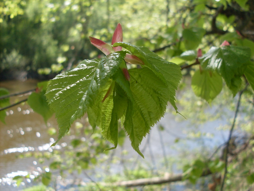 SDC10199.JPG