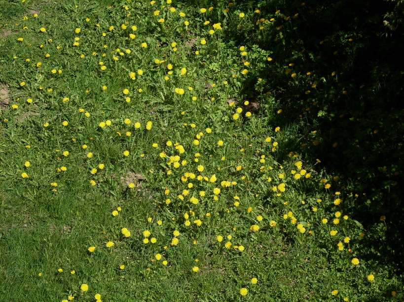SDC10209.JPG