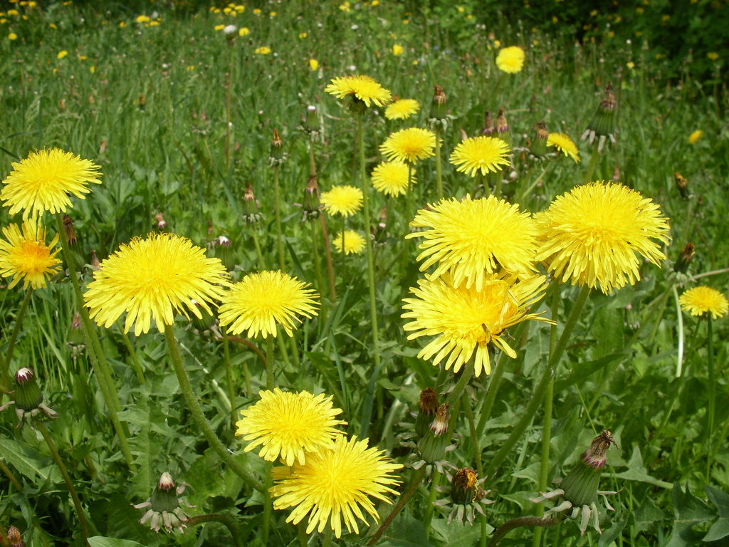 SDC10211.JPG