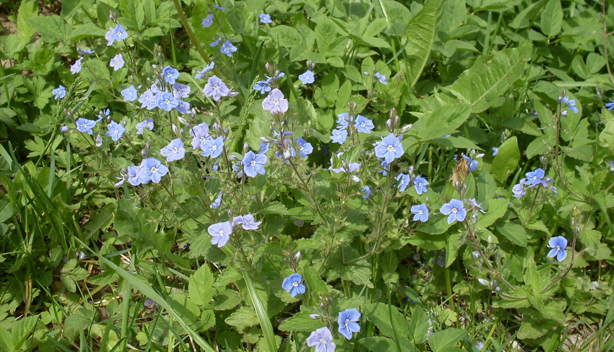 SDC10224.JPG