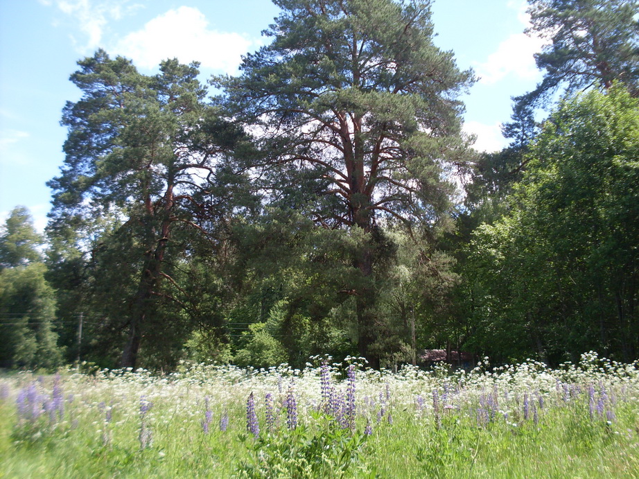 SDC10272.JPG