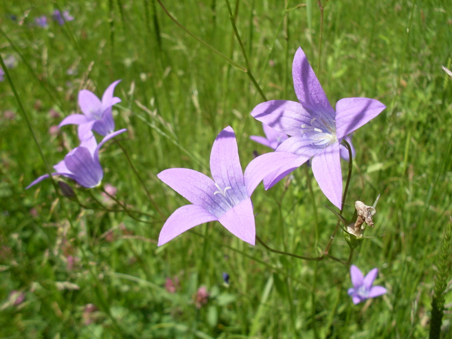 SDC10281.JPG