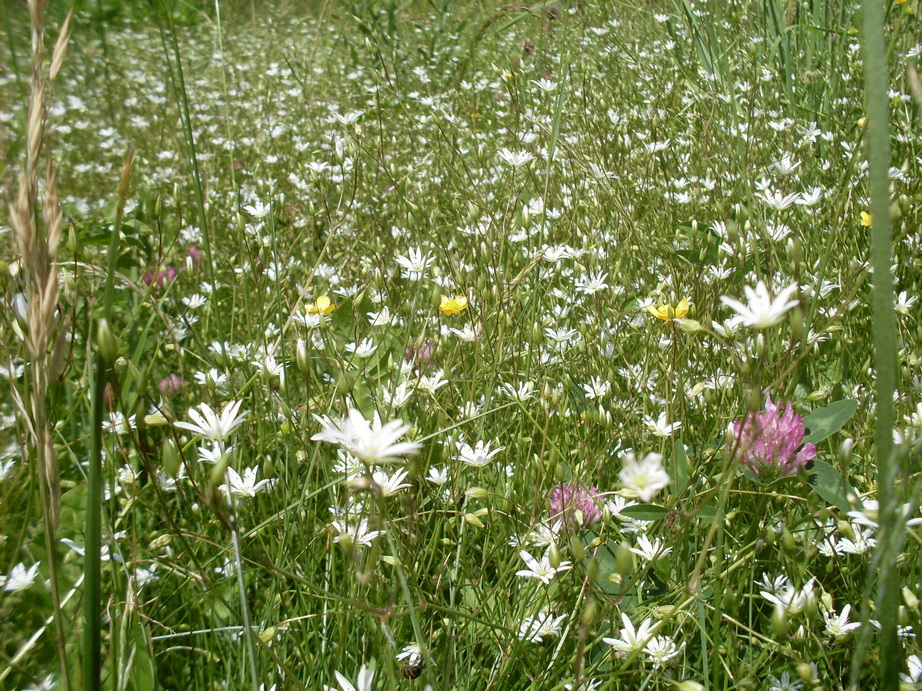 SDC10285.JPG