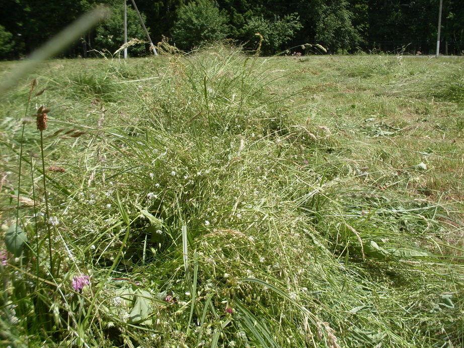 SDC10286.JPG