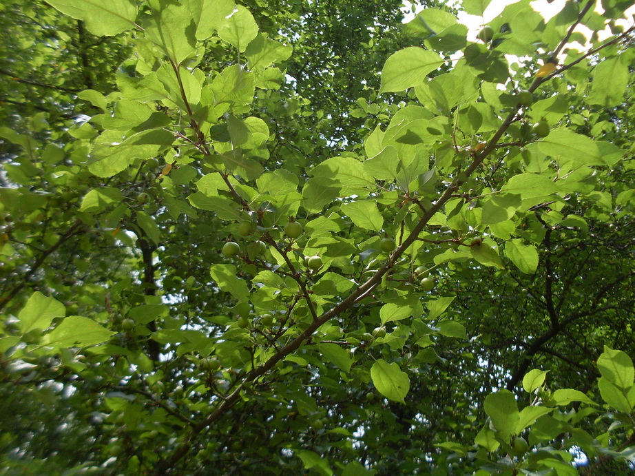 SDC10288.JPG
