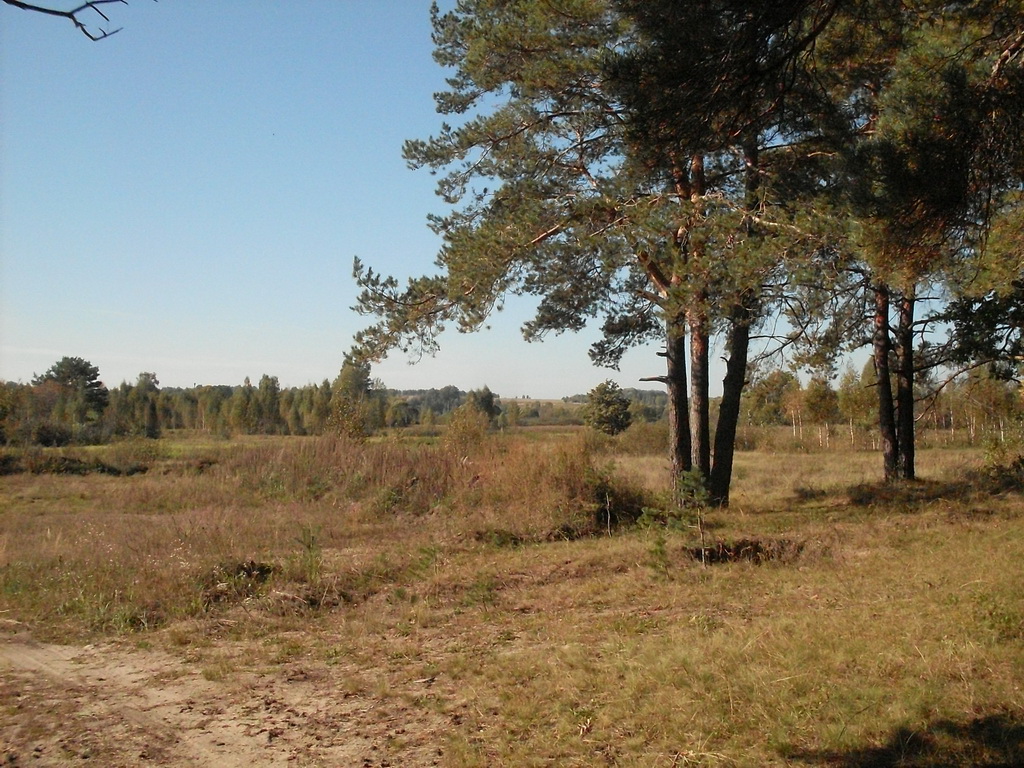SDC10499.JPG