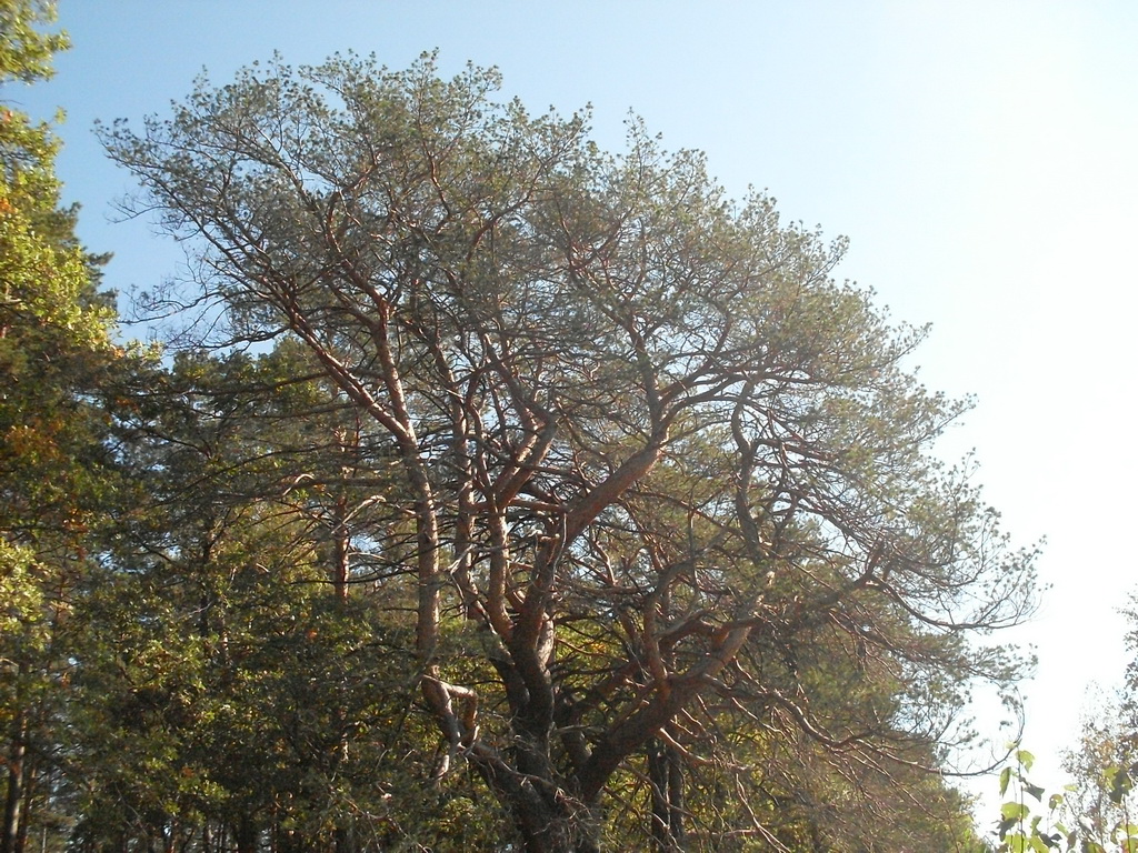 SDC10500.JPG