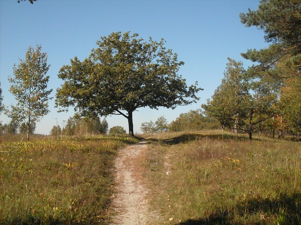 SDC10503.JPG