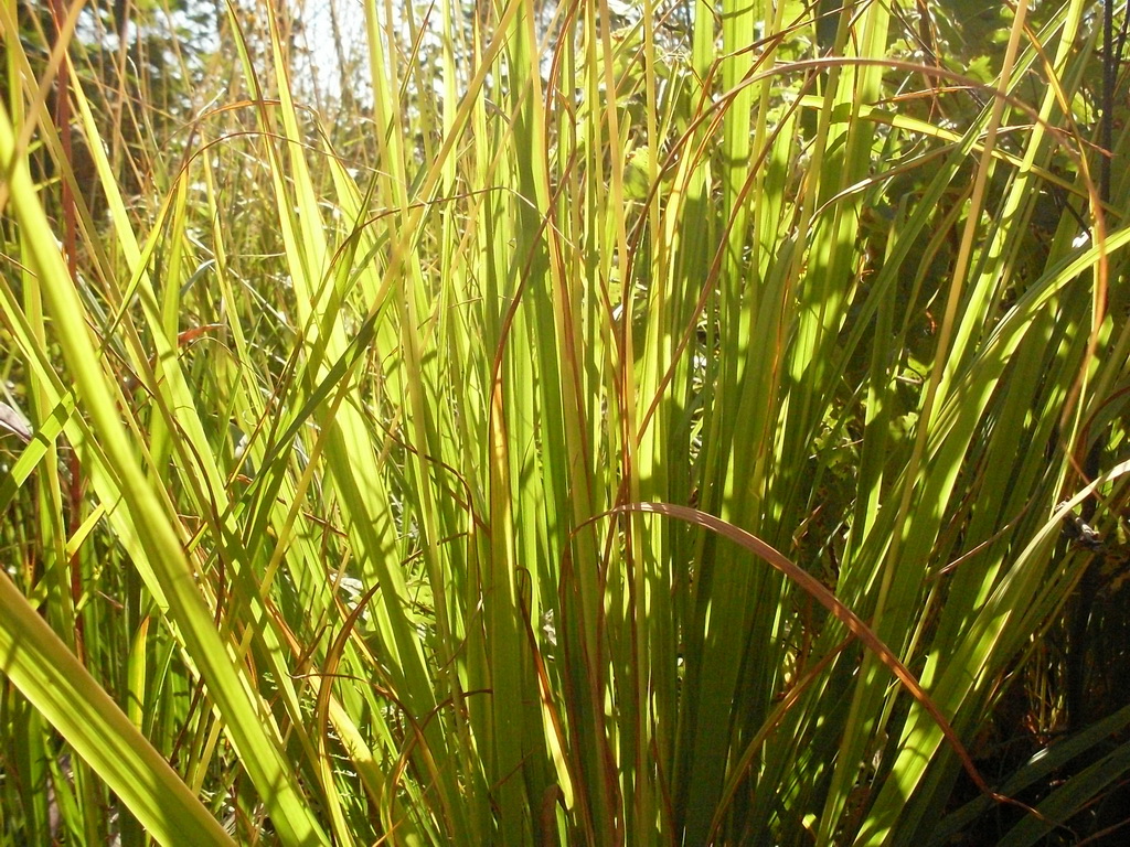 SDC10509.JPG