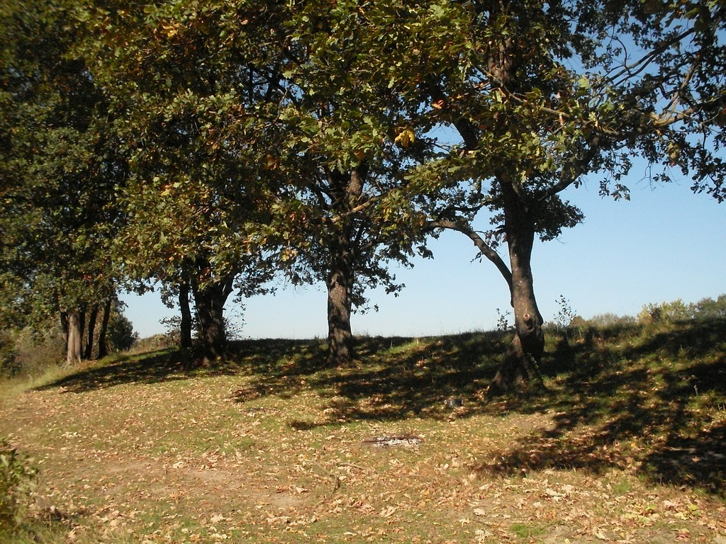 SDC10515.JPG