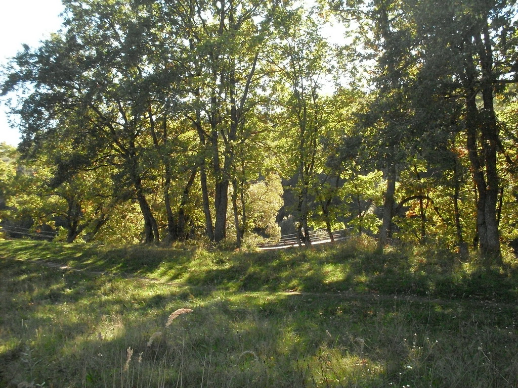 SDC10523.JPG