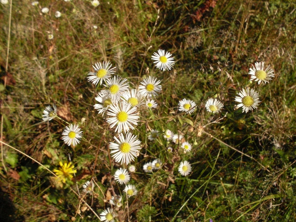SDC10529.JPG