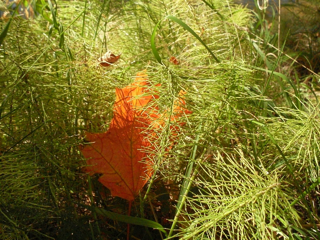 SDC10536.JPG
