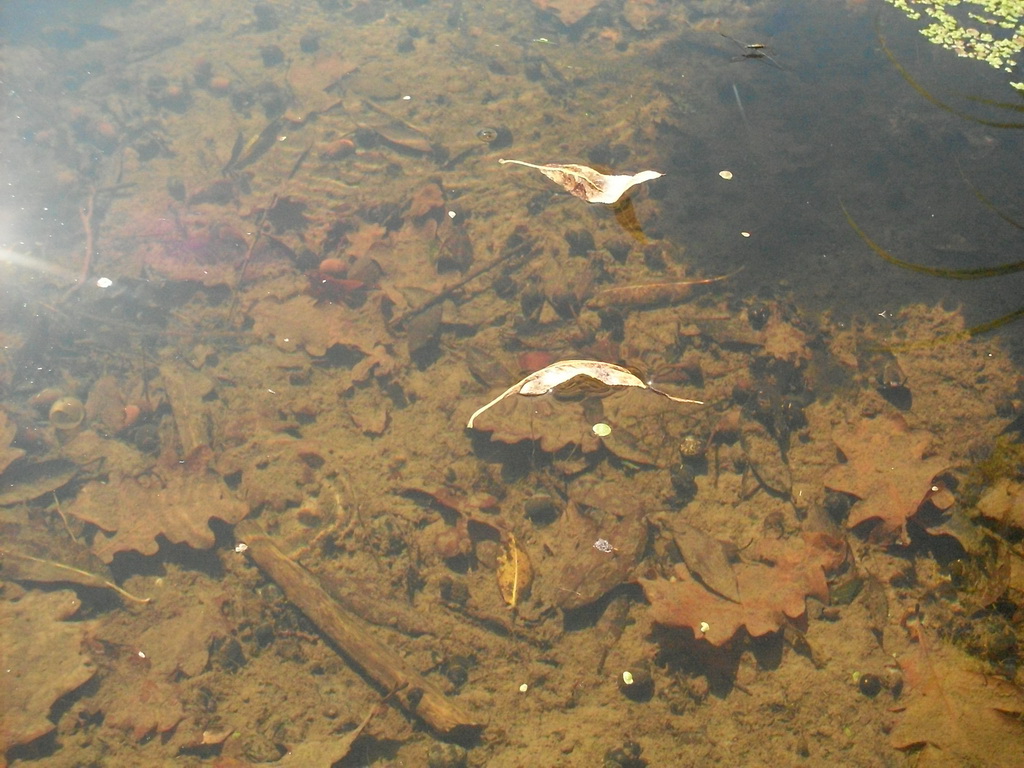 SDC10546.JPG