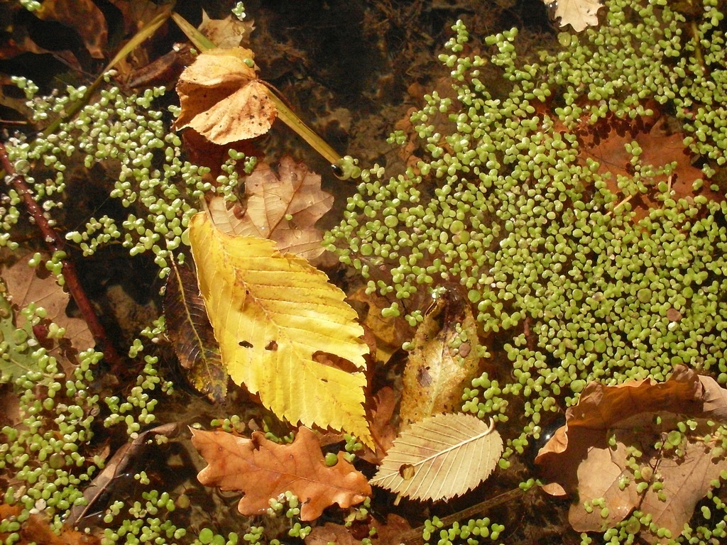 SDC10547.JPG