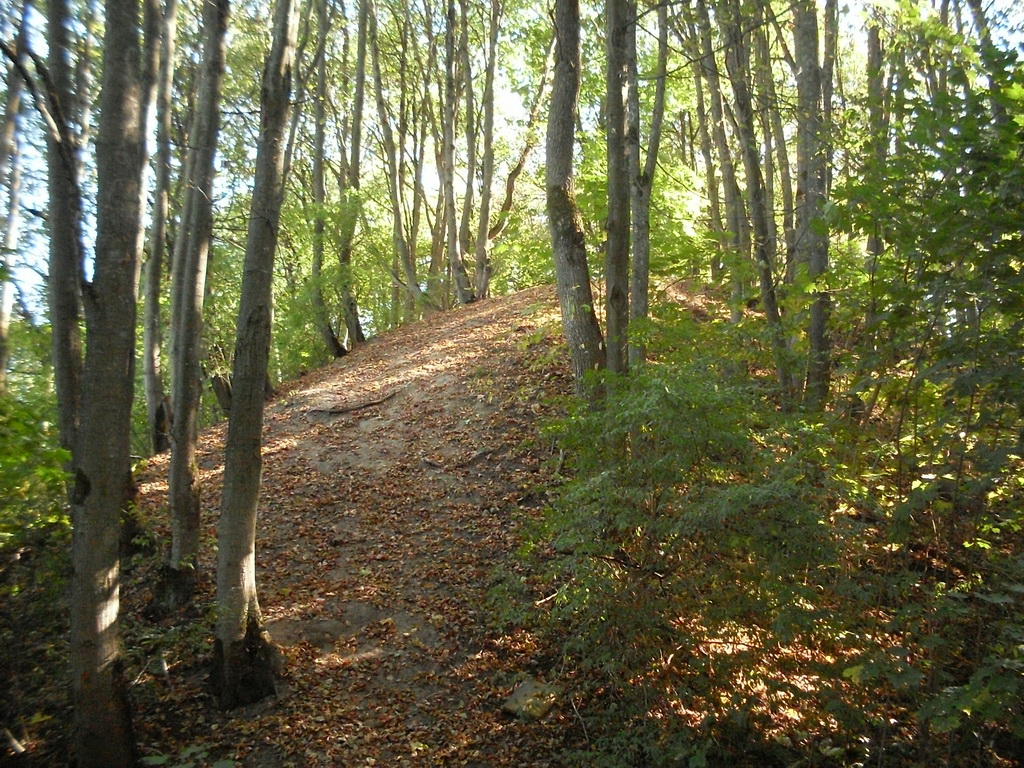 SDC10556.JPG