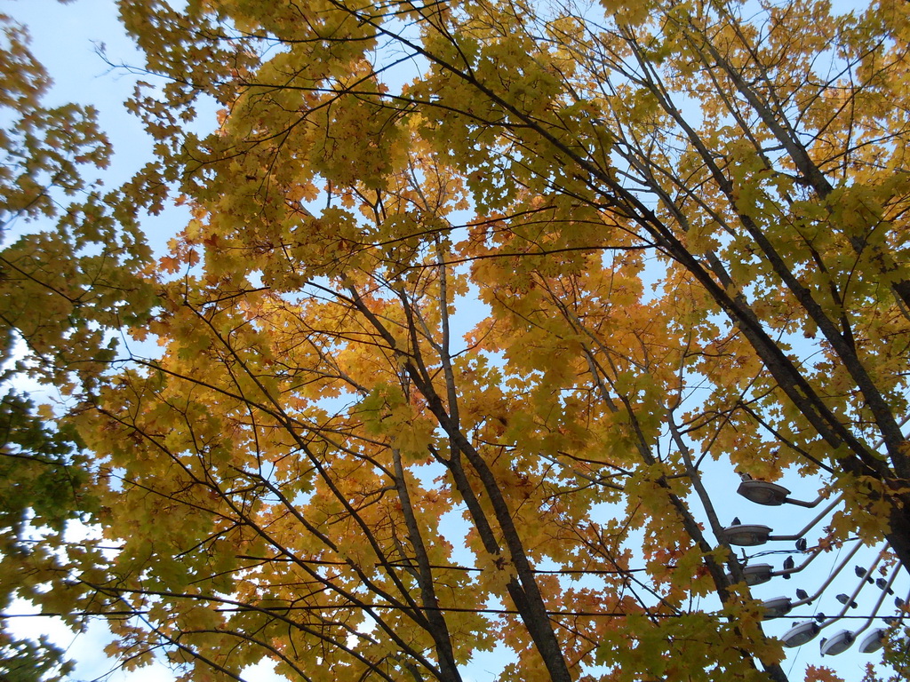SDC10630.JPG