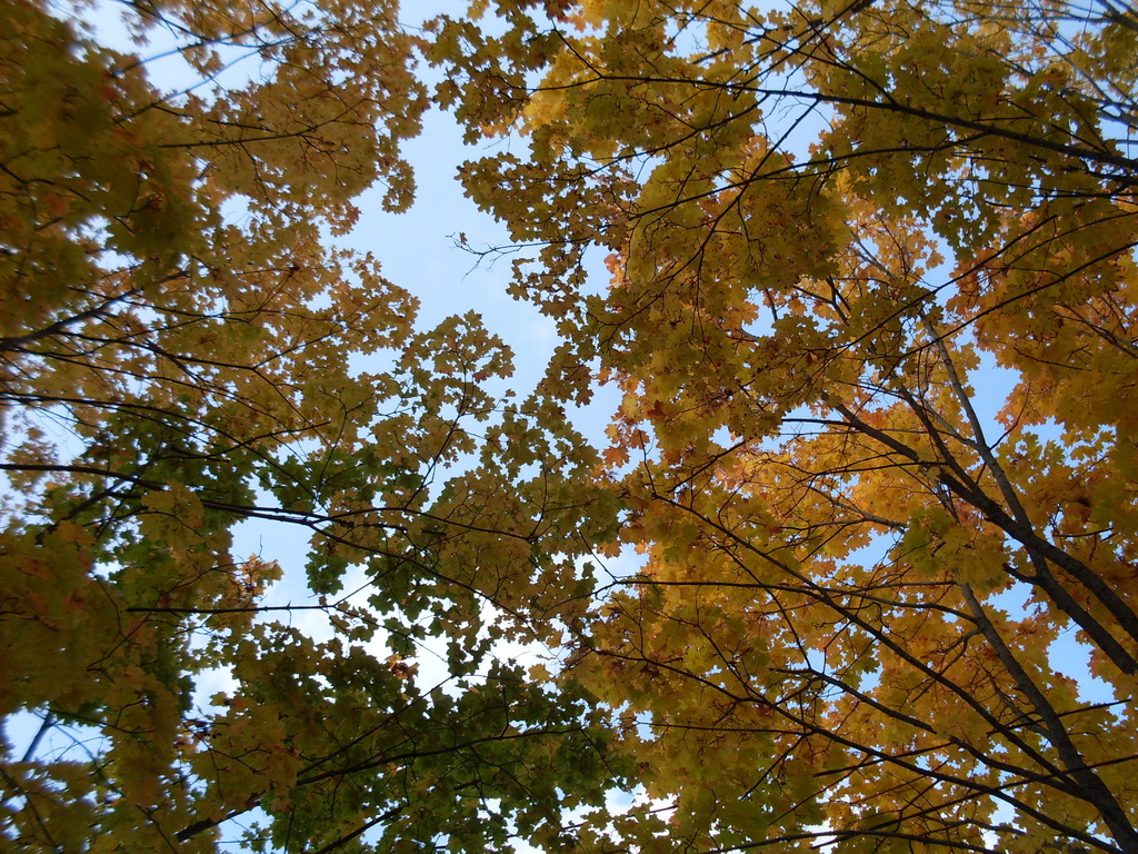 SDC10631.JPG