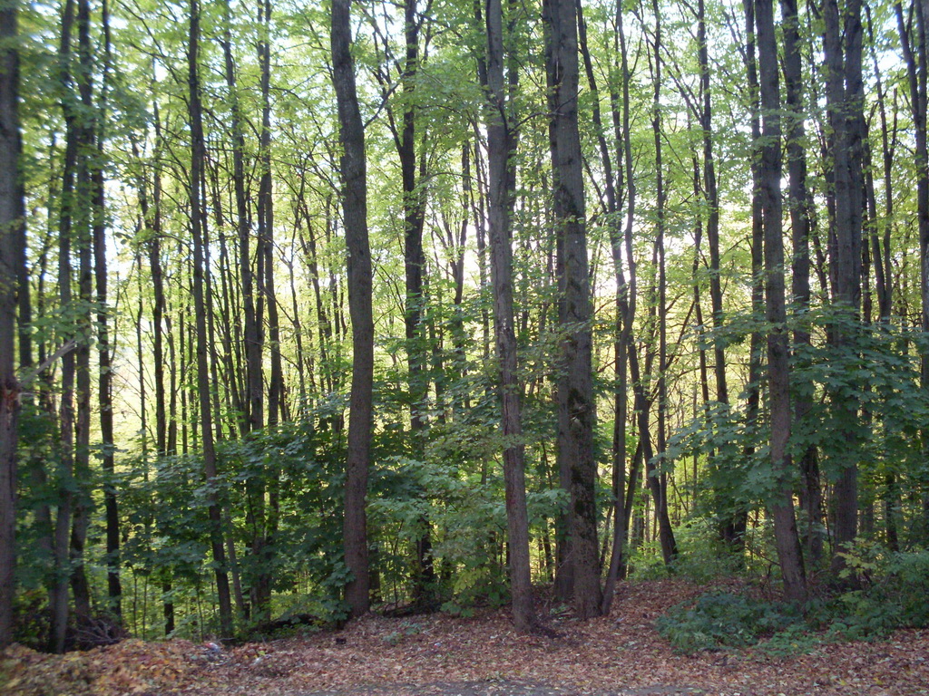SDC10646.JPG
