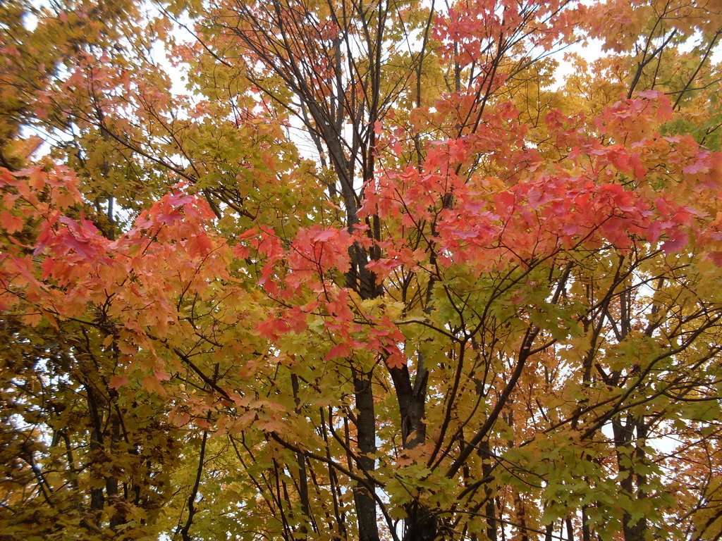 SDC10678.JPG