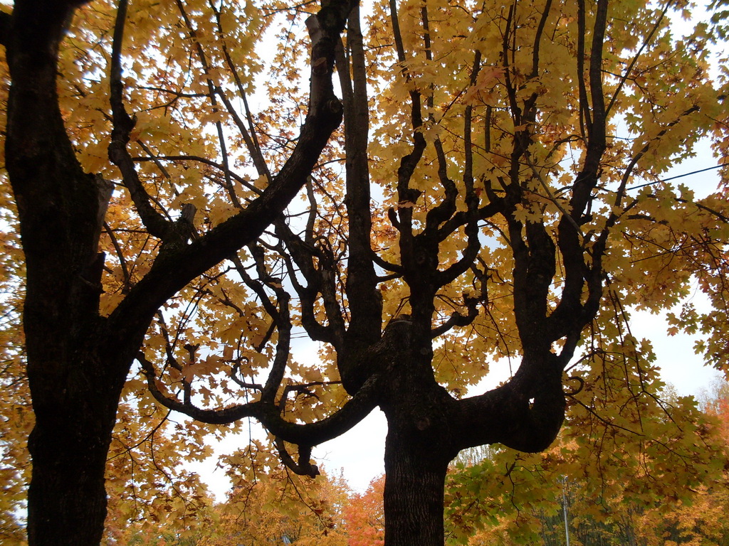 SDC10679.JPG
