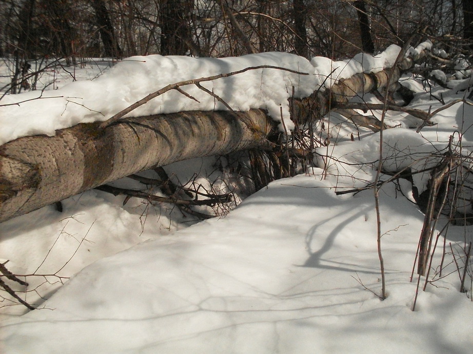 SDC10897.JPG