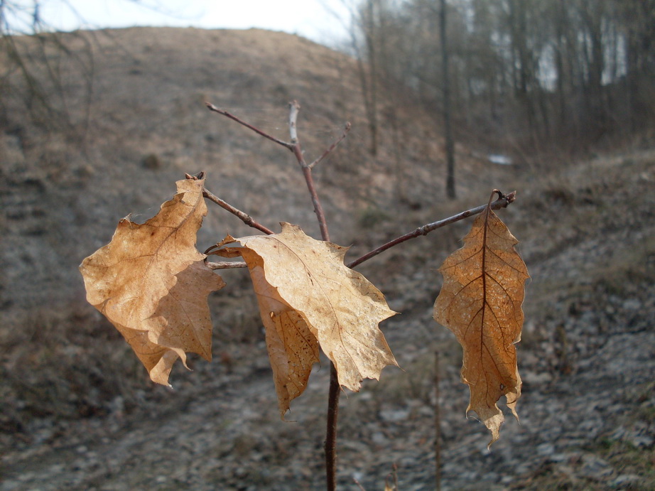 SDC10963.JPG