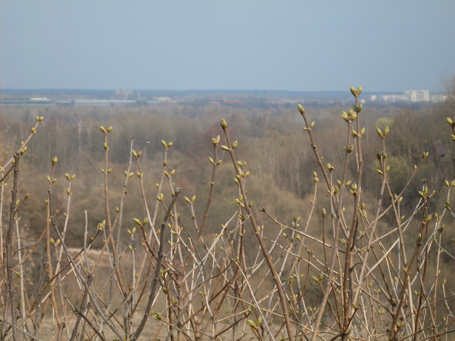 SDC10986.JPG