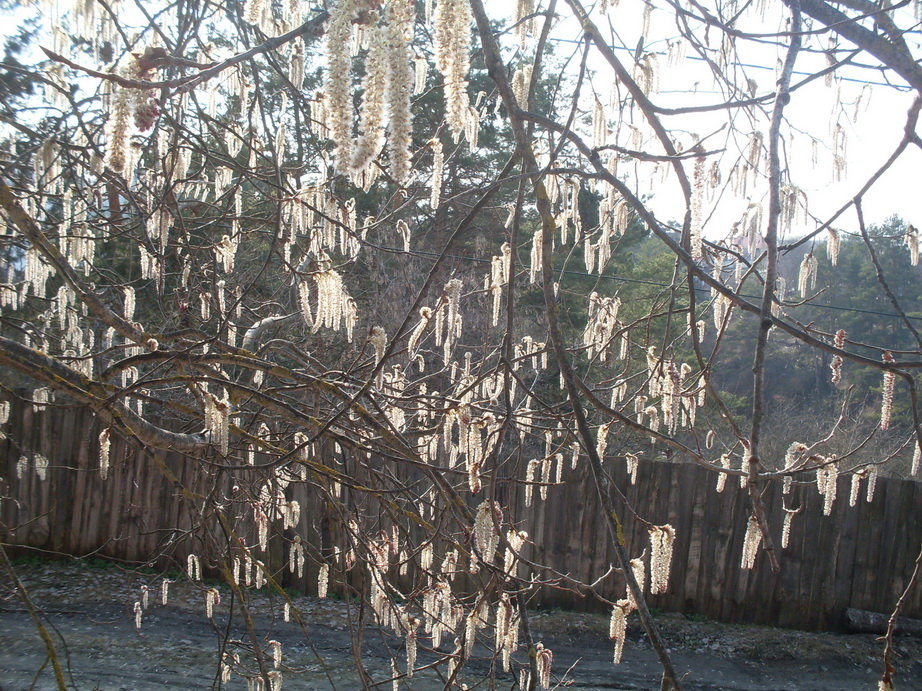 SDC10995.JPG