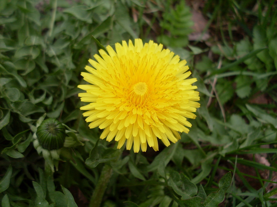 SDC11017.JPG