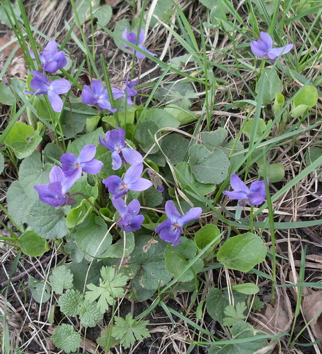 SDC11021.JPG