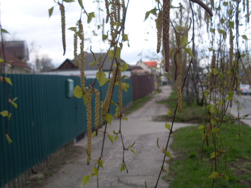SDC11029.JPG