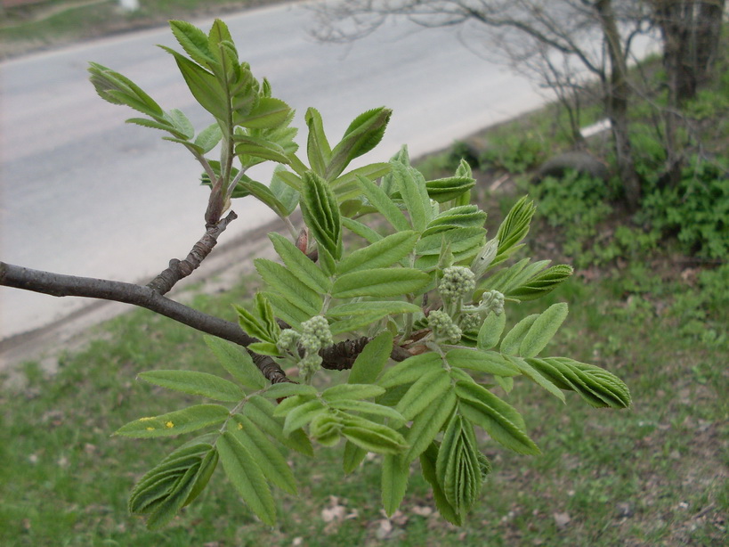 SDC11037.JPG