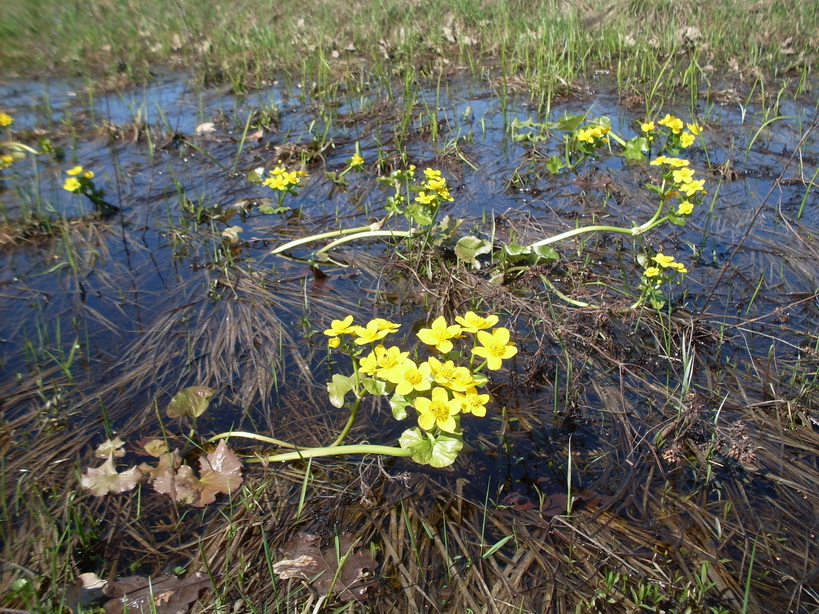 SDC11106.JPG