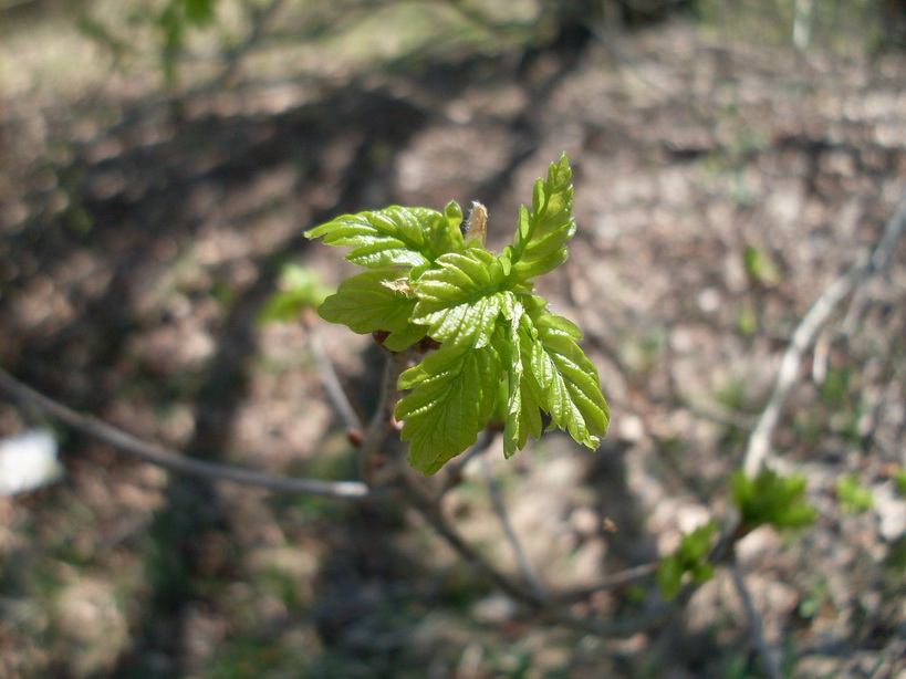 SDC11110.JPG