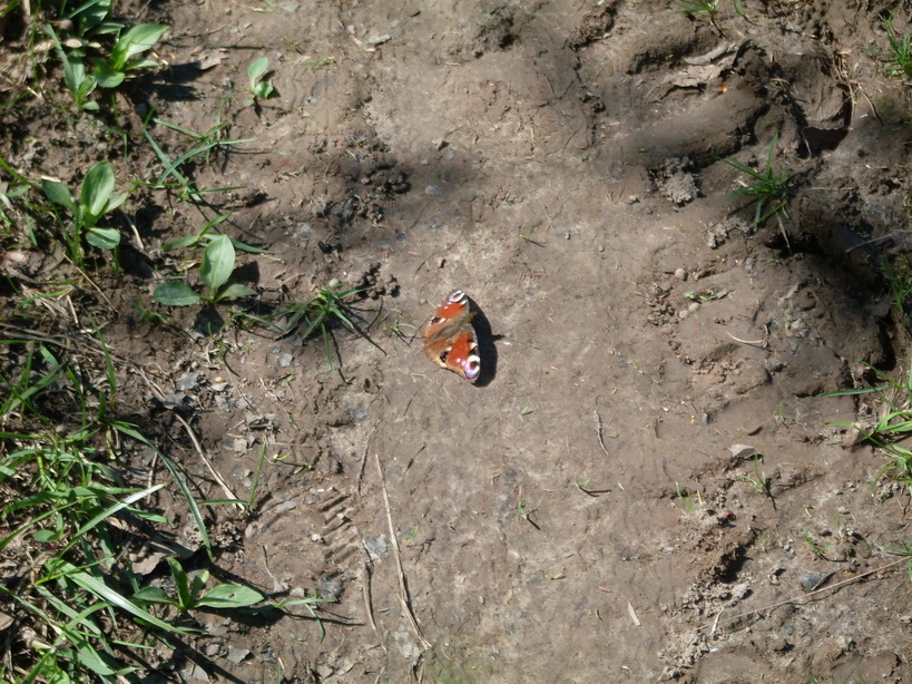 SDC11113.JPG