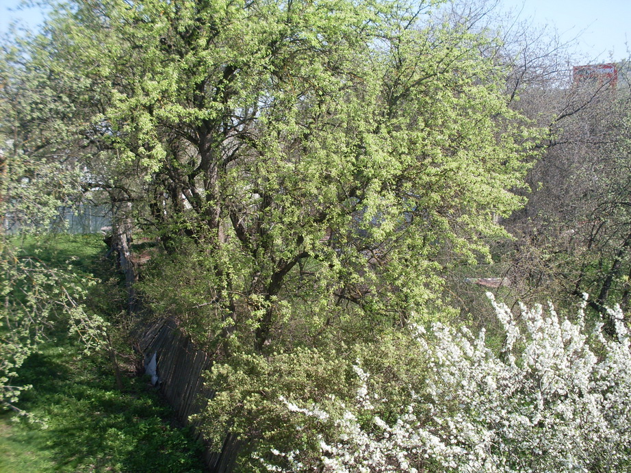 SDC11120.JPG