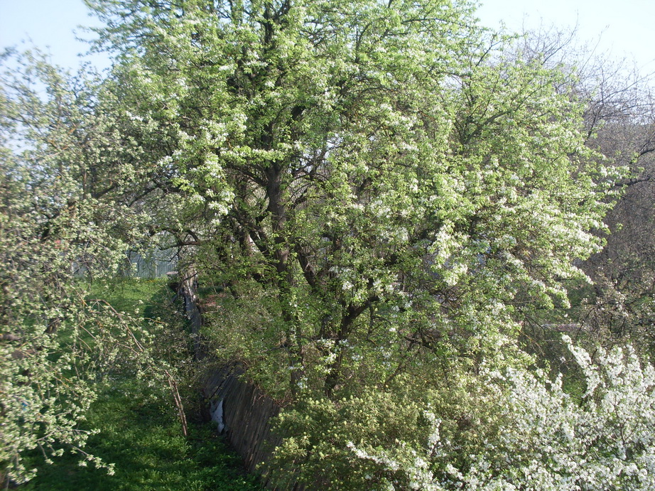 SDC11121.JPG